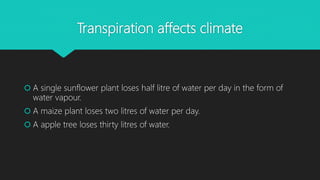 Transpiration affects climate
 A single sunflower plant loses half litre of water per day in the form of
water vapour.
 A maize plant loses two litres of water per day.
 A apple tree loses thirty litres of water.
 