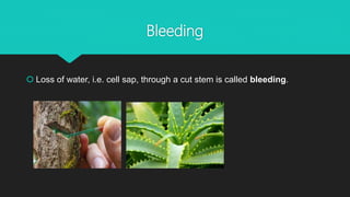 Bleeding
 Loss of water, i.e. cell sap, through a cut stem is called bleeding.
 