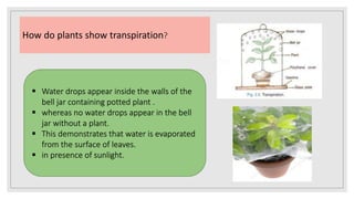 How do plants show transpiration?
 Water drops appear inside the walls of the
bell jar containing potted plant .
 whereas no water drops appear in the bell
jar without a plant.
 This demonstrates that water is evaporated
from the surface of leaves.
 in presence of sunlight.
 
