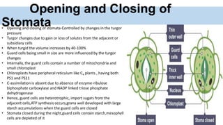 Opening and Closing of
Stomata• Opening and closing of stomata-Controlled by changes in the turgor
pressure
• Turgor changes due to gain or loss of solutes from the adjacent or
subsidiary cells
• When turgid the volume increases by 40-100%
• Guard cells being small in size are more influenced by the turgor
changes
• Internally, the guard cells contain a number of mitochondria and
small chloroplast
• Chloroplasts have peripheral reticulum like C4 plants , having both
PS1 and PS11
• C-assimilation is absent due to absence of enzyme-ribulose
biphosphate carboxylase and NADP linked triose phosphate
dehydrogenase
• Hence, guard cells are heterotrophic, import sugars from the
adjacent cells,ATP synthesis occurs,grana well developed with large
starch accumulations when the guard cells are closed
• Stomata closed during the night,guard cells contain starch,mesophyll
cells are depleted of it
 