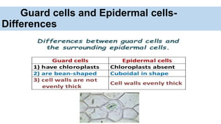 Guard cells and Epidermal cells-
Differences
 
