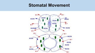Stomatal Movement
 