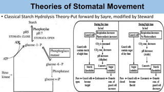 Theories of Stomatal Movement
• Classical Starch Hydrolysis Theory-Put forward by Sayre, modified by Steward
 