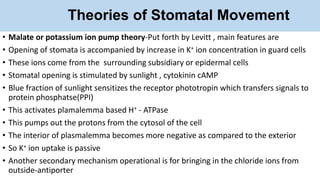 Theories of Stomatal Movement
• Malate or potassium ion pump theory-Put forth by Levitt , main features are
• Opening of stomata is accompanied by increase in K+ ion concentration in guard cells
• These ions come from the surrounding subsidiary or epidermal cells
• Stomatal opening is stimulated by sunlight , cytokinin cAMP
• Blue fraction of sunlight sensitizes the receptor phototropin which transfers signals to
protein phosphatse(PPI)
• This activates plamalemma based H+ - ATPase
• This pumps out the protons from the cytosol of the cell
• The interior of plasmalemma becomes more negative as compared to the exterior
• So K+ ion uptake is passive
• Another secondary mechanism operational is for bringing in the chloride ions from
outside-antiporter
 