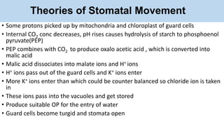 Theories of Stomatal Movement
• Some protons picked up by mitochondria and chloroplast of guard cells
• Internal CO2 conc decreases, pH rises causes hydrolysis of starch to phosphoenol
pyruvate(PEP)
• PEP combines with CO2 to produce oxalo acetic acid , which is converted into
malic acid
• Malic acid dissociates into malate ions and H+ ions
• H+ ions pass out of the guard cells and K+ ions enter
• More K+ ions enter than which could be counter balanced so chloride ion is taken
in
• These ions pass into the vacuoles and get stored
• Produce suitable OP for the entry of water
• Guard cells become turgid and stomata open
 