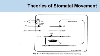 Theories of Stomatal Movement
 