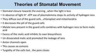 Theories of Stomatal Movement
• Stomatal closure towards the evening , when the light is less
• In absence of light H+ -ATP ase of plasmalemma stops its activity of hydrogen ions
• They diffuse out of the guard cells , chloroplast and mitochondria
• It decreases the pH of the guard cells
• Malate ions present in the guard cells combines with hydrogen ions to form malic
acid
• Excess of the malic acid inhibits its own biosynthesis
• Un dissociated malic acid promoted the leakage of ions
• Anion channels open
• This causes ex osmosis
• Turgidity of the cells lost , the pore closes
 