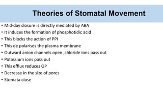 Theories of Stomatal Movement
• Mid-day closure is directly mediated by ABA
• It induces the formation of phosphotidic acid
• This blocks the action of PPI
• This de polarises the plasma membrane
• Outward anion channels open ,chloride ions pass out
• Potassium ions pass out
• This efflux reduces OP
• Decrease in the size of pores
• Stomata close
 