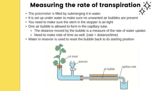• The potometer is filled by submerging it in water.
• It is set up under water to make sure no unwanted air bubbles are present
• You need to make sure the stem in the stopper is air-tight
• One air bubble is allowed to form in the capillary tube.
⚬ The distance moved by the bubble is a measure of the rate of water uptake.
⚬ Need to make note of time as well. (rate = distance/time)
• Water in resevoir is used to reset the bubble back to its starting position
Measuring the rate of transpiration
 