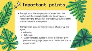 Important points
• Transpiration: the evaporation of water from the
surfaces of the mesophyll cells into the air spaces
followed by the diffusion of this water vapour out of the
stomata into the atmosphere.
• Transpiration stream: The movement of water up the
xylem
⚬ Adhesion
⚬ Cohesion
⚬ Suction created by loss of water at the top - (low
pressure at top, high pressure at the bottom due to
evaporation)
 