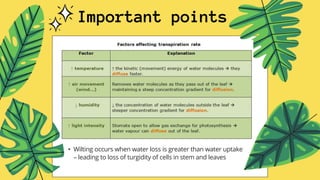 Important points
• Wilting occurs when water loss is greater than water uptake
– leading to loss of turgidity of cells in stem and leaves
 