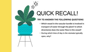 QUICK RECALL!
• Which vessel in the vascular bundle is involved in
transport of water through the plant? In which
direction(s) does the water flow in this vessel?
• During which time of day is the stomata typically
open, why?
TRY TO ANSWER THE FOLLOWING QUESTIONS
 
