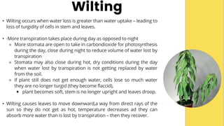 • Wilting occurs when water loss is greater than water uptake – leading to
loss of turgidity of cells in stem and leaves.
• ·More transpiration takes place during day as opposed to night
⚬ More stomata are open to take in carbondioxide for photosynthesis
during the day, close during night to reduce volume of water lost by
transpiration
⚬ Stomata may also close during hot, dry conditions during the day
when water lost by transpiration is not getting replaced by water
from the soil.
⚬ If plant still does not get enough water, cells lose so much water
they are no longer turgid (they become flaccid),
￭ plant becomes soft, stem is no longer upright and leaves droop.
• Wilting causes leaves to move downward,a way from direct rays of the
sun so they do not get as hot, temperature decreases ad they can
absorb more water than is lost by transpiration – then they recover.
Wilting
 
