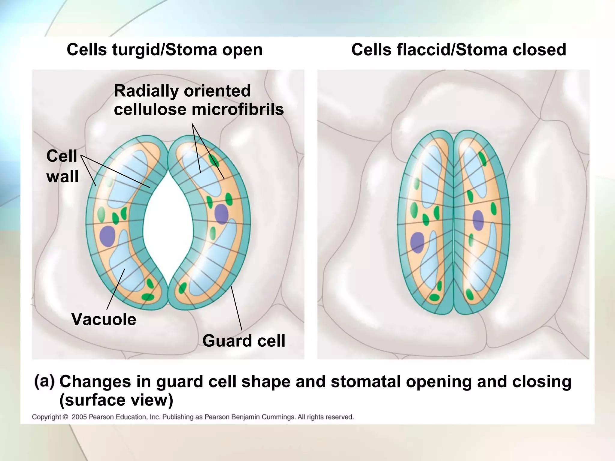Cells turgid/Stoma open
Changes in guard cell shape and stomatal opening and closing
(surface view)
Radially oriented
cellulose microfibrils
Vacuole
Cell
wall
Guard cell
Cells flaccid/Stoma closed
 