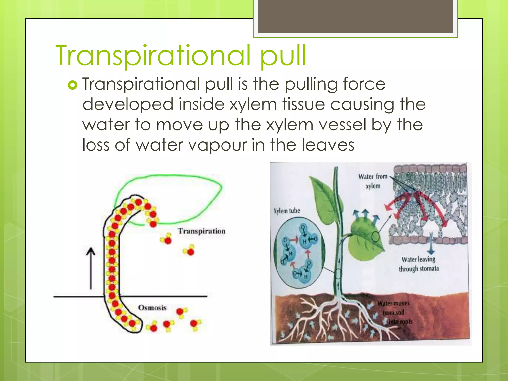 Transpirational pull
Transpirational pull is the pulling force
developed inside xylem tissue causing the
water to move up the xylem vessel by the
loss of water vapour in the leaves