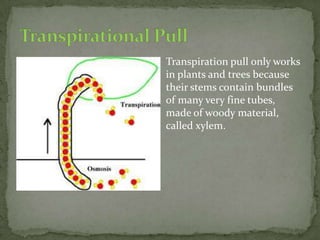 Transpiration pull only works
in plants and trees because
their stems contain bundles
of many very fine tubes,
made of woody material,
called xylem.
 