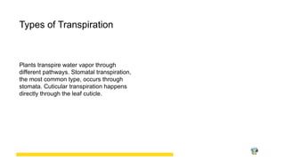 Transpiration_in_Plants_A_Comprehensive_Overview.pptx