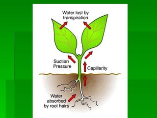 Transpiration Lab | PPT