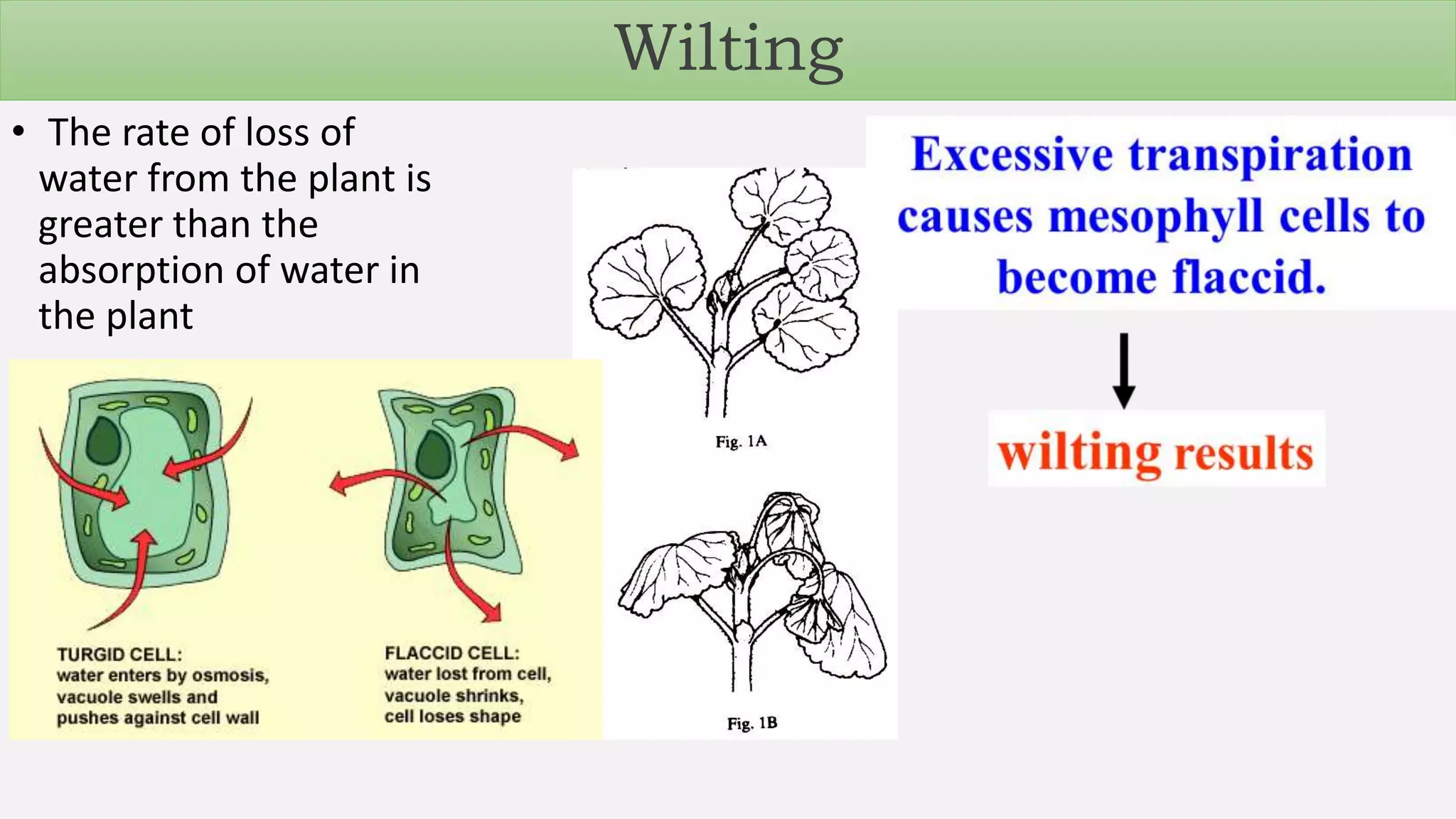 Transpiration System transpirationmechanism-180723171159.pdf
