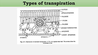 Types of transpiration
 