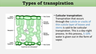 • Cuticular transpiration:
Transpiration that occurs
through the cuticle or cracks of
thin cuticle layer of leaves and
stems is said to be cuticular
transpiration. This is a day-night
process. In this process, 5-10%
water is given out in the form of
vapor.
Types of transpiration
 