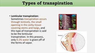 • Lenticular transpiration:
Sometimes transpiration occurs
through lenticels, the small
opening in the corky tissue
covering stems and twigs, and
this type of transpiration is said
to be the lenticular
transpiration. In this process,
only 0.1% water is given off of
the forms of vapor.
Types of transpiration
 