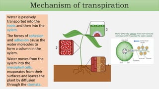 Water is passively
transported into the
roots and then into the
xylem.
The forces of cohesion
and adhesion cause the
water molecules to
form a column in the
xylem.
Water moves from the
xylem into the
mesophyll cells,
evaporates from their
surfaces and leaves the
plant by diffusion
through the stomata.
Mechanism of transpiration
 