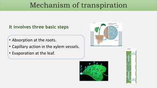 Mechanism of transpiration
It involves three basic steps
• Absorption at the roots.
• Capillary action in the xylem vessels.
• Evaporation at the leaf.
 