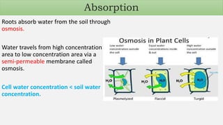 Roots absorb water from the soil through
osmosis.
Water travels from high concentration
area to low concentration area via a
semi-permeable membrane called
osmosis.
Cell water concentration < soil water
concentration.
Absorption
 