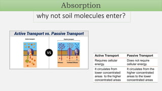 why not soil molecules enter?
Active Transport Passive Transport
Requires cellular
energy.
Does not require
cellular energy.
It circulates from
lower concentrated
areas to the higher
concentrated areas
It circulates from the
higher concentrated
areas to the lower
concentrated areas
Absorption
 