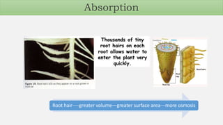 Root hair----greater volume—greater surface area---more osmosis
Absorption
 