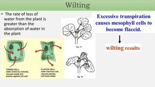 • The rate of loss of
water from the plant is
greater than the
absorption of water in
the plant
Wilting
 