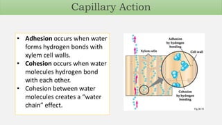 • Adhesion occurs when water
forms hydrogen bonds with
xylem cell walls.
• Cohesion occurs when water
molecules hydrogen bond
with each other.
• Cohesion between water
molecules creates a “water
chain” effect.
Capillary Action
 