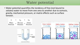 • Water potential quantifies the tendency of free (not bound to
solutes) water to move from one area to another due to osmosis,
gravity, mechanical pressure, or matrix effects such as surface
tension.
Water potential
 