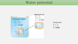 Distilled water
 P = 0
 S = 0
 = 0 MPa
Water potential
 