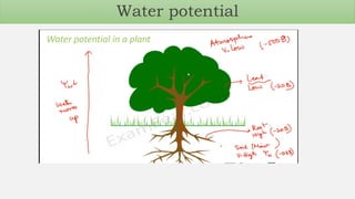 Water potential
 