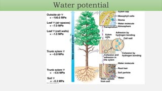 Water potential
 