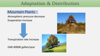 Mountain Plants
Atmospheric pressure decrease
Evaporation increase
Transpiration rate increase
OAK:40000 gallon/year
Adaptation & Distribution
 