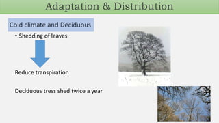 Cold climate and Deciduous
• Shedding of leaves
Reduce transpiration
Deciduous tress shed twice a year
Adaptation & Distribution
 