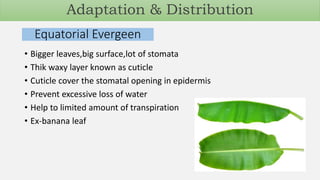 Equatorial Evergeen
• Bigger leaves,big surface,lot of stomata
• Thik waxy layer known as cuticle
• Cuticle cover the stomatal opening in epidermis
• Prevent excessive loss of water
• Help to limited amount of transpiration
• Ex-banana leaf
Adaptation & Distribution
 