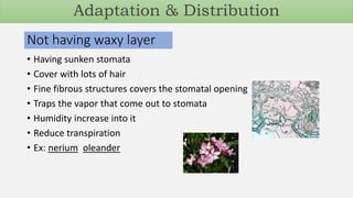 Not having waxy layer
• Having sunken stomata
• Cover with lots of hair
• Fine fibrous structures covers the stomatal opening
• Traps the vapor that come out to stomata
• Humidity increase into it
• Reduce transpiration
• Ex: nerium oleander
Adaptation & Distribution
 