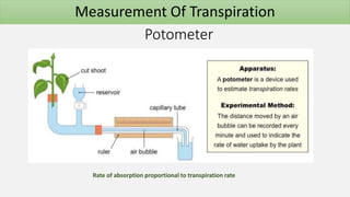 Potometer
Measurement Of Transpiration
Rate of absorption proportional to transpiration rate
 
