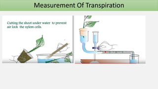 Measurement Of Transpiration
 