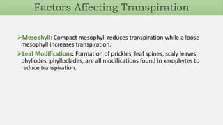 Mesophyll: Compact mesophyll reduces transpiration while a loose
mesophyll increases transpiration.
Leaf Modifications: Formation of prickles, leaf spines, scaly leaves,
phyllodes, phylloclades, are all modifications found in xerophytes to
reduce transpiration.
Factors Affecting Transpiration
 