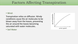 • Wind:
Transpiration relies on diffusion. Windy
conditions cause the air molecules to be
blown away from the leaves, preventing
the air around the leaves becoming
saturated with water molecules.
• Soil Water
Factors Affecting Transpiration
 