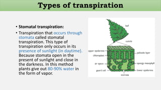 • Stomatal transpiration:
• Transpiration that occurs through
stomata called stomatal
transpiration. This type of
transpiration only occurs in its
presence of sunlight (in daytime).
Because stomata open in the
present of sunlight and close in
the darkness. In this method
plants give out 80-90% water in
the form of vapor.
Types of transpiration
 