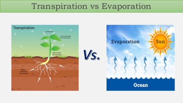 Transpiration