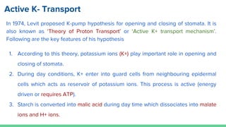 In 1974, Levit proposed K-pump hypothesis for opening and closing of stomata. It is
also known as ‘Theory of Proton Transport’ or ‘Active K+ transport mechanism’.
Following are the key features of his hypothesis
1. According to this theory, potassium ions (K+) play important role in opening and
closing of stomata.
2. During day conditions, K+ enter into guard cells from neighbouring epidermal
cells which acts as reservoir of potassium ions. This process is active (energy
driven or requires ATP).
3. Starch is converted into malic acid during day time which dissociates into malate
ions and H+ ions.
Active K- Transport
 