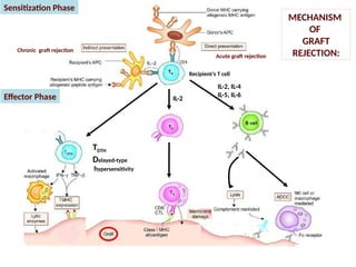 transplantation .pptx mechanisms of graft rejection | PPTX