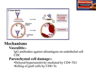 Mechanisms
Vasculitis:-
IgG antibodies against alloantigens on endothelial cell
CDC
Parenchymal cell damage:-
•Delayed hypersensitivity mediated by CD4+Th1
•Killing of graft cells by CD8+Tc
 